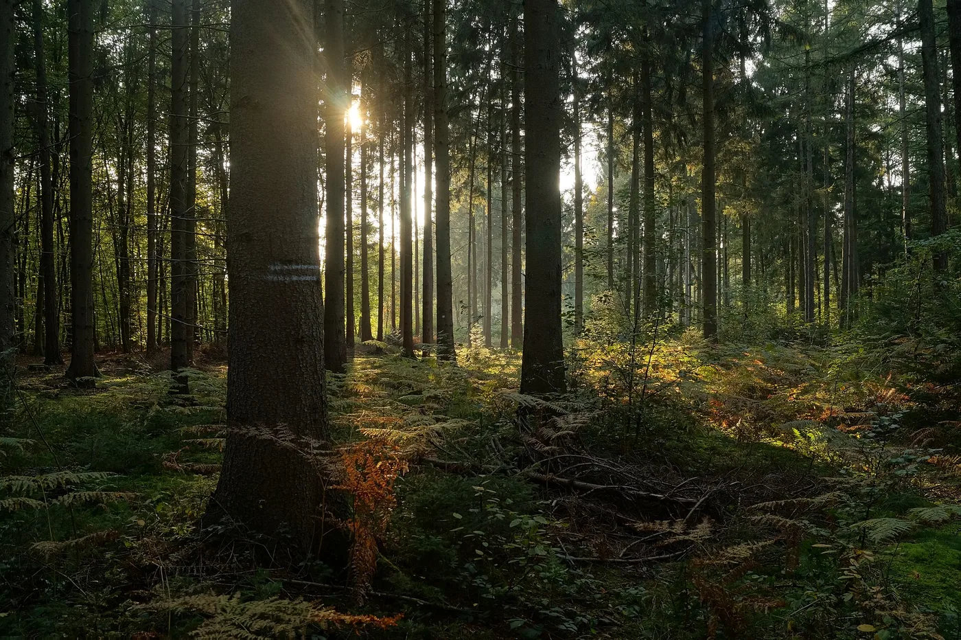 Wald am Ende der Straße